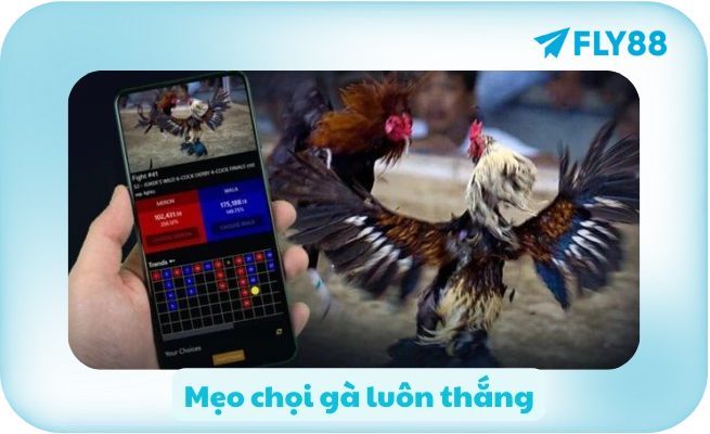 Meo choi ga luon thang Mẹo chọi gà luôn thắng